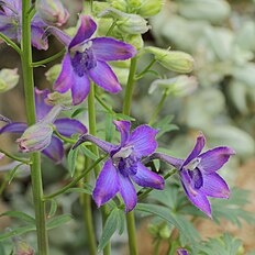 <center>Delphinium glareosum</center>