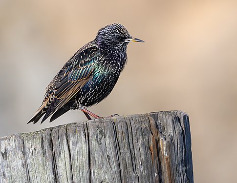 Common starling by Frank Schulenburg