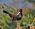 Male; Hodal, Faridabad, Haryana, India