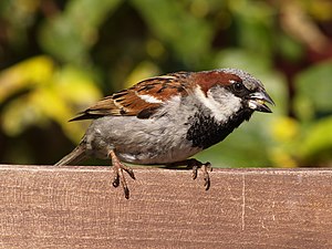 Hüssparag (Passer domesticus)