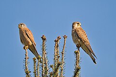 Paprastieji pelėsakaliai (Falco tinnunculus)