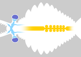 Eyes (deep blue and black), brain (light blue) and digestive system (yellow) of Radiodonta (left), Kerygmachela (Center) and Opabinia (Right)