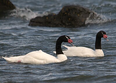 lebădă cu gât negru (Cygnus melanocoryphus)