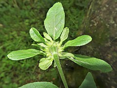 花の裏面。頭花の基部に緑色の葉状苞が多数つく。