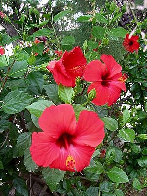 Hibiscus rosa-sinensis