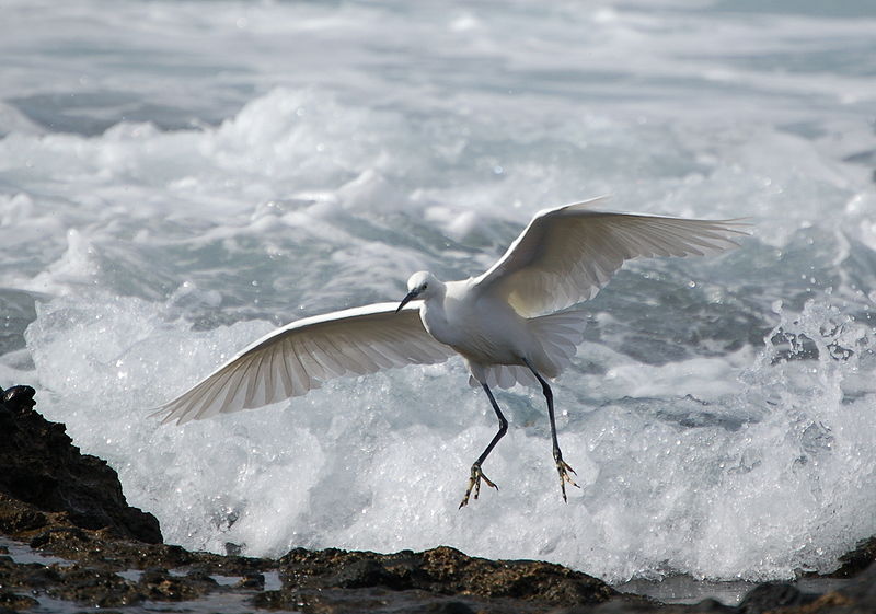 File:Egretta garzetta es.JPG