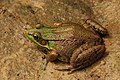 Image 12 Rana clamitans Photo credit: Derek Ramsey The American Green Frog (Rana clamitans) is native to the eastern half of the United States and Canada. Green frogs live wherever there is shallow freshwater: ponds, road-side ditches, lakes, swamps, streams and brooks. The green frog is abundant wherever it occurs. More selected pictures