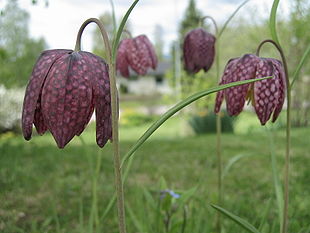 Vibeæg (Fritillaria meleagris)