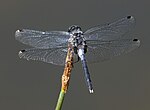 Leucorrhinia albifrons – Oberseite