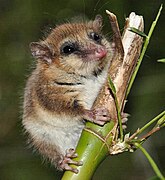 Monito del monte (Dromiciops gliroides, Microbiotheria)