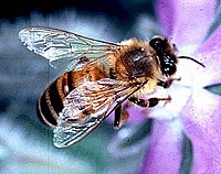 European honey bee, state insect