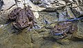 32 Cyprus water frogs (Pelophylax cypriensis) uploaded by Charlesjsharp, nominated by Charlesjsharp,  17,  0,  0