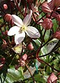 Clematis Armandii Group