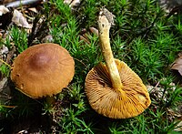 Cortinarius cinnamomeoluteus