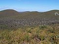 Uceira en Stirling Range, oeste de Australia, cunha área central infestada por Phytophthora cinnamomi.