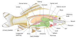 Diagram showing the internal anatomy of a generic bony fish