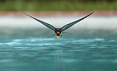 رتبه‌ی سوم A swallow (Hirundo rustica) drinking while flying over a swimming pool sanchezn (License: CC BY-SA 3.0)