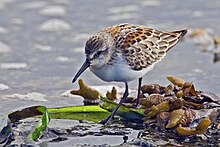 Beringsnipe ved Victoria, British Columbia, september 2007 Foto: Alan D. Wilson