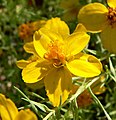 Zinnia grandiflora