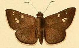 Mesodina halyzia