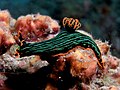 Nembrotha kubaryana