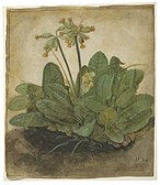 Albrecht Dürer, Tuft of Cowslips, 1526, National Gallery of Art