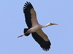 White wing patch is both above and below. Sukhothai, Thailand