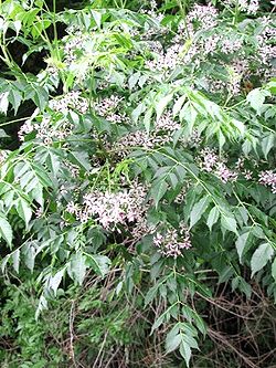 Melia azedarach em flor