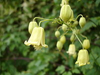 Clematis rehderiana