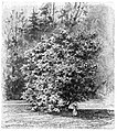 File:Die Gartenlaube (1898) b 0356.jpg Der hundertjährige Kamelienbaum im Schloßgarten zu Pillnitz Nach der Natur gezeichnet von A. Reinhardt