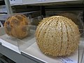 Deux oursins melons à la zoothèque du Muséum national d'histoire naturelle (Paris).