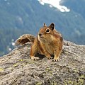 Squirrel is a very cute animal.