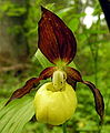 杓兰 Cypripedium calceolus