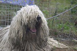 Komondor.jpg