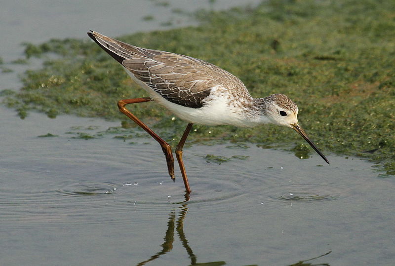 File:Marsh Sandpiper, Tringa stagnatilis at Borakalalo National Park, South Africa (9900339074).jpg