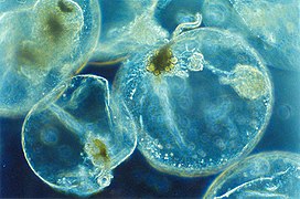 Noctiluca scintillans (Noctiluciphyceae)