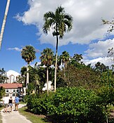 Old Adonidia merrellii in Fort Myers Fl.