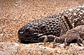 Image 7Mexican beaded lizard