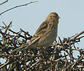 Twite