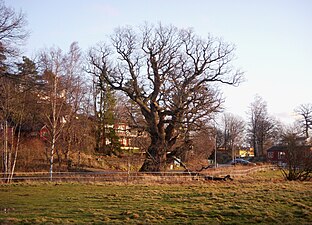 Gällstaöeken (Ekerö kommun).