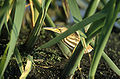 An immature little bittern, camouflaged in its reed bed habitat