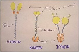 Kinesin.jpg