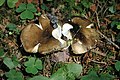 Russula.olivacea