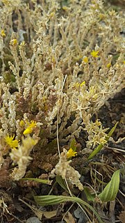 Thumbnail for File:Sedum acre 139549329.jpg