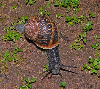 Helix aspersa