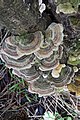 Trametes versicolor