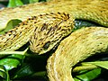 Atheris hispida