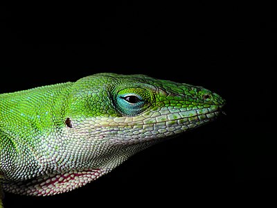 Carolina anole, by Blaise Frazier