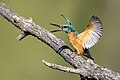 96 Common kingfisher on a branch opening it's wings uploaded by Alexis Lours, nominated by Alexis Lours,  20,  0,  0