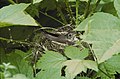 Grey-cheeked thrush